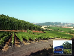 antinori