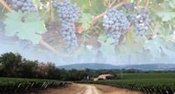antinori